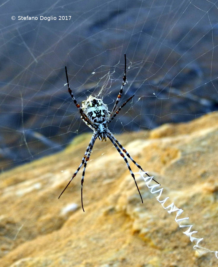 Argiope sp. (A. lobata?)